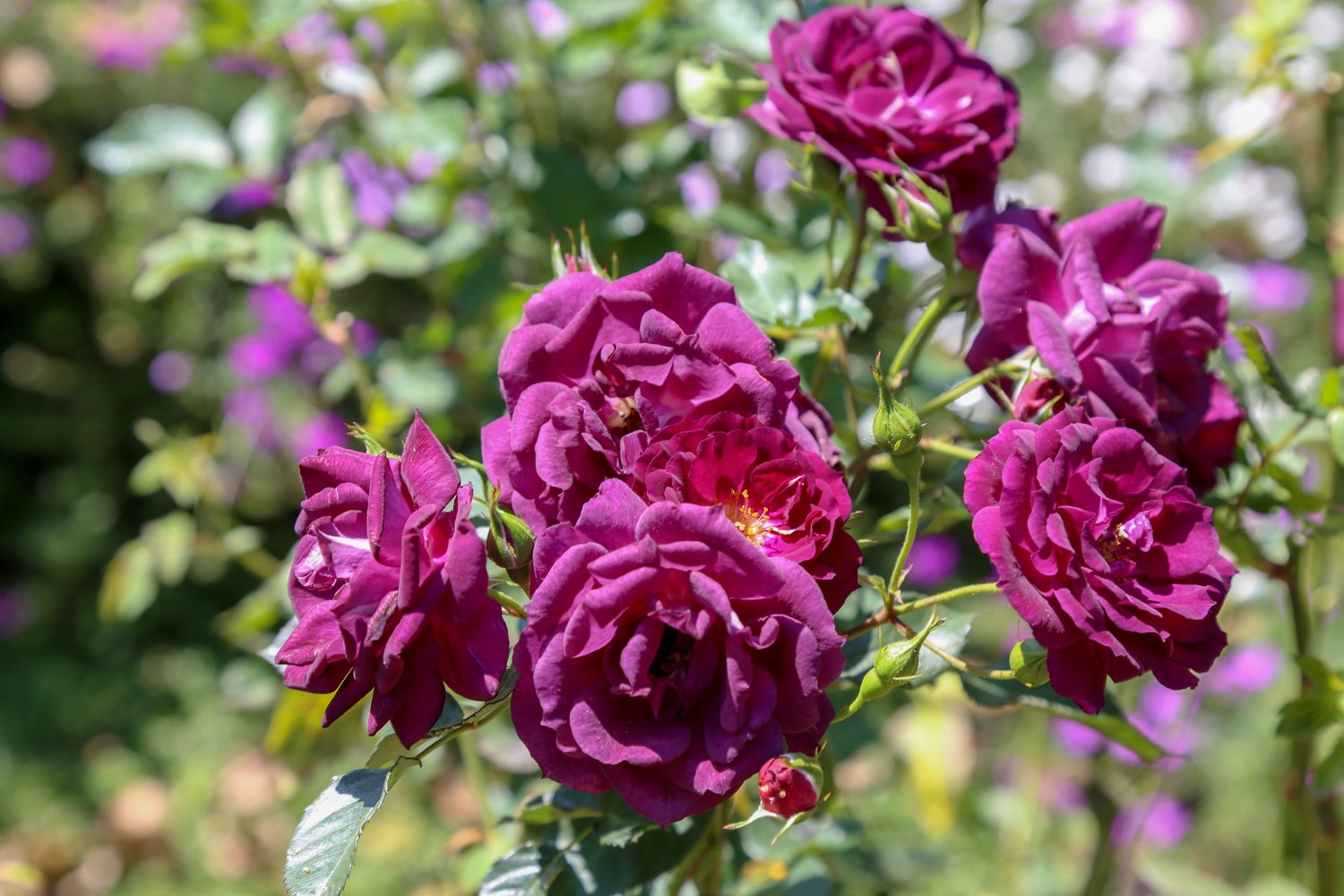 Rosa Midnight Blue