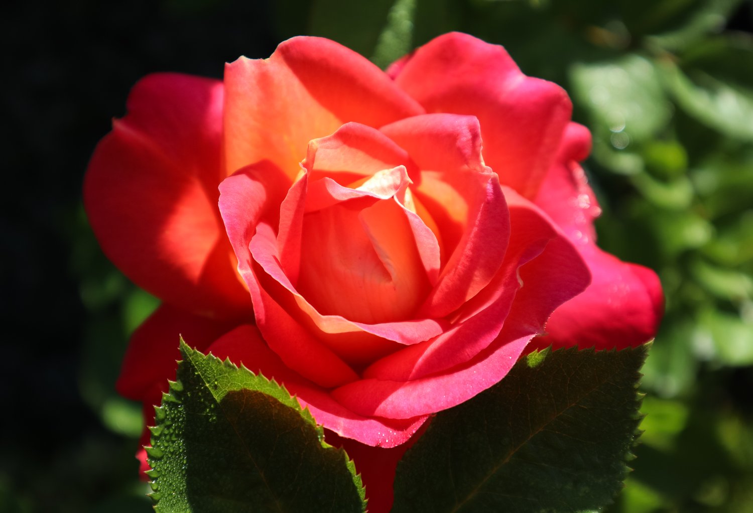 Rosa MIDSUMMER