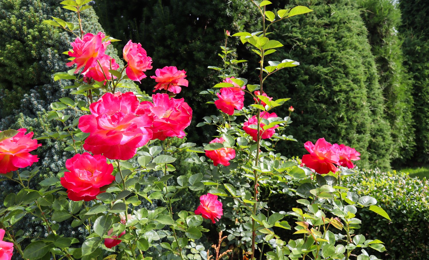 Rosa MIDSUMMER
