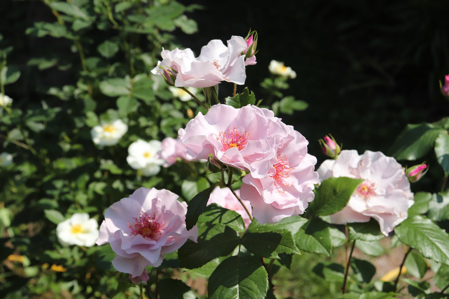 Rosa ODYSSEY