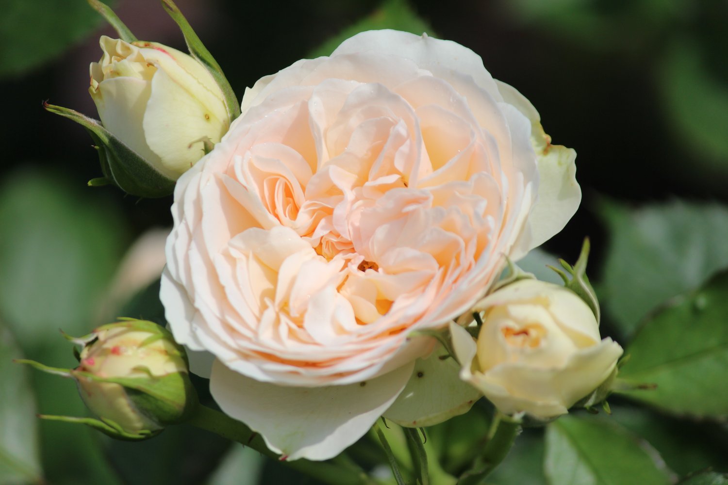 Rosa Pastella