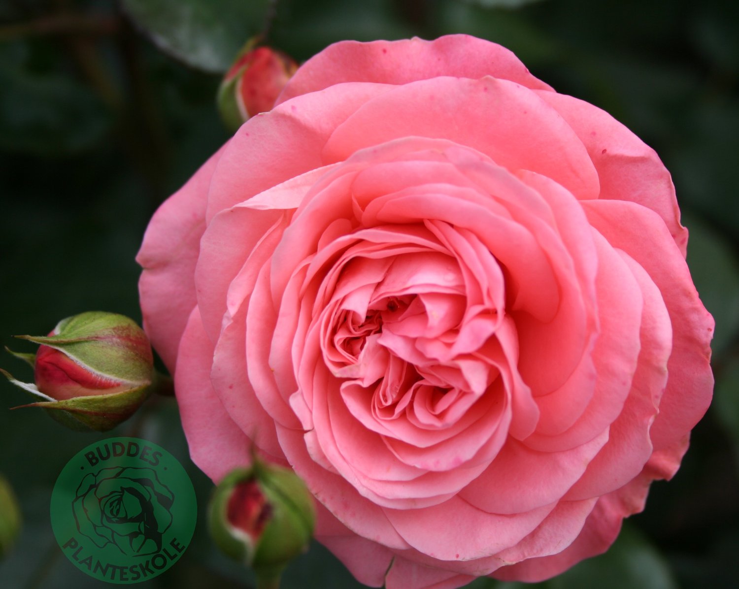 Rosa Schackenborg