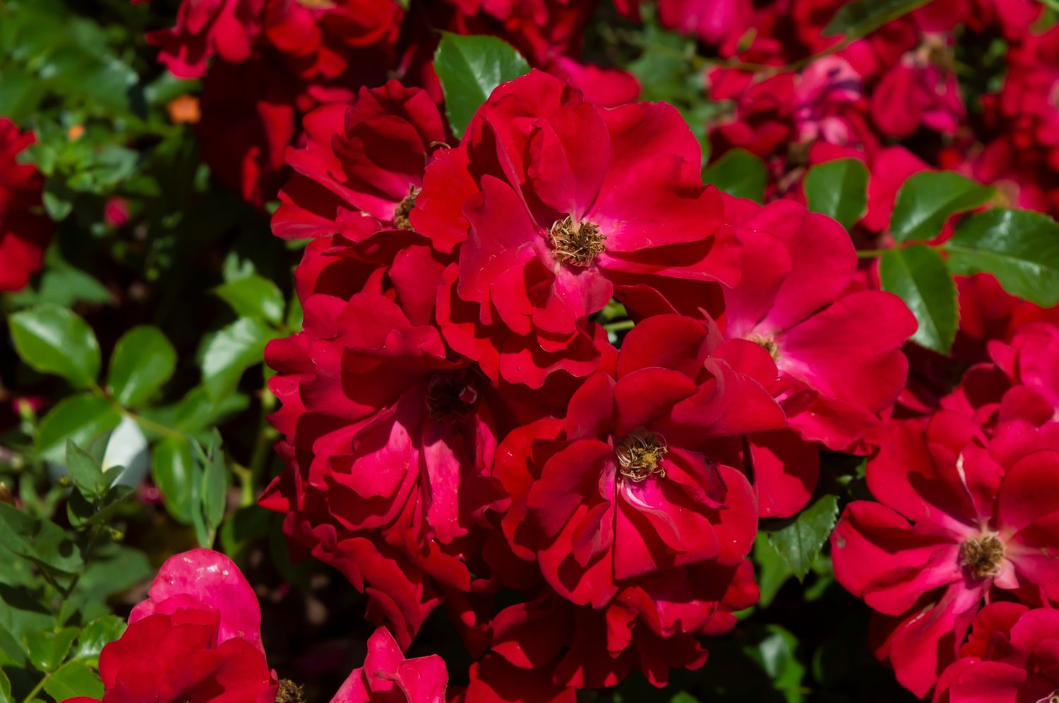 Rosa Austriana