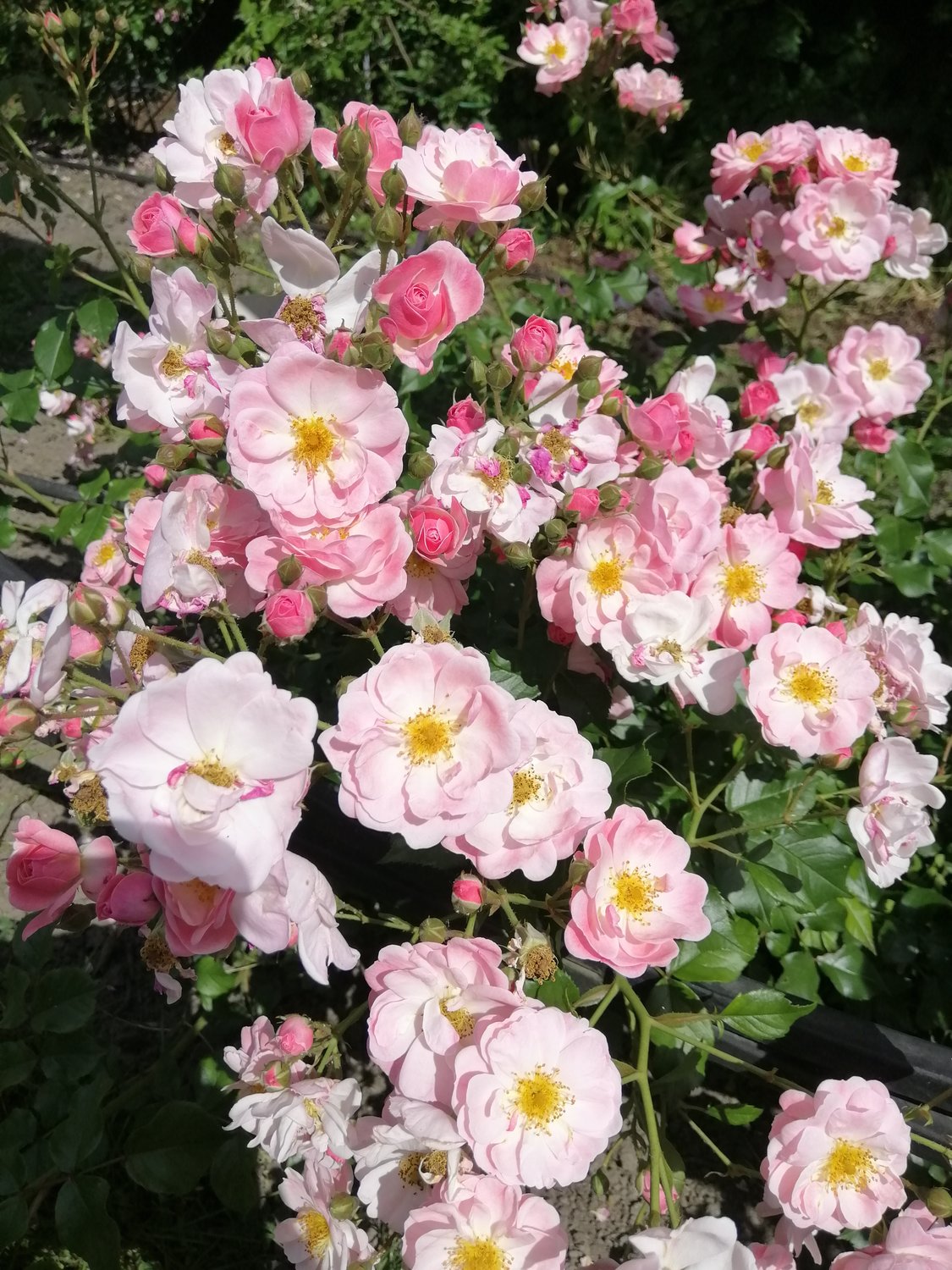 Rosa Gentle Cover