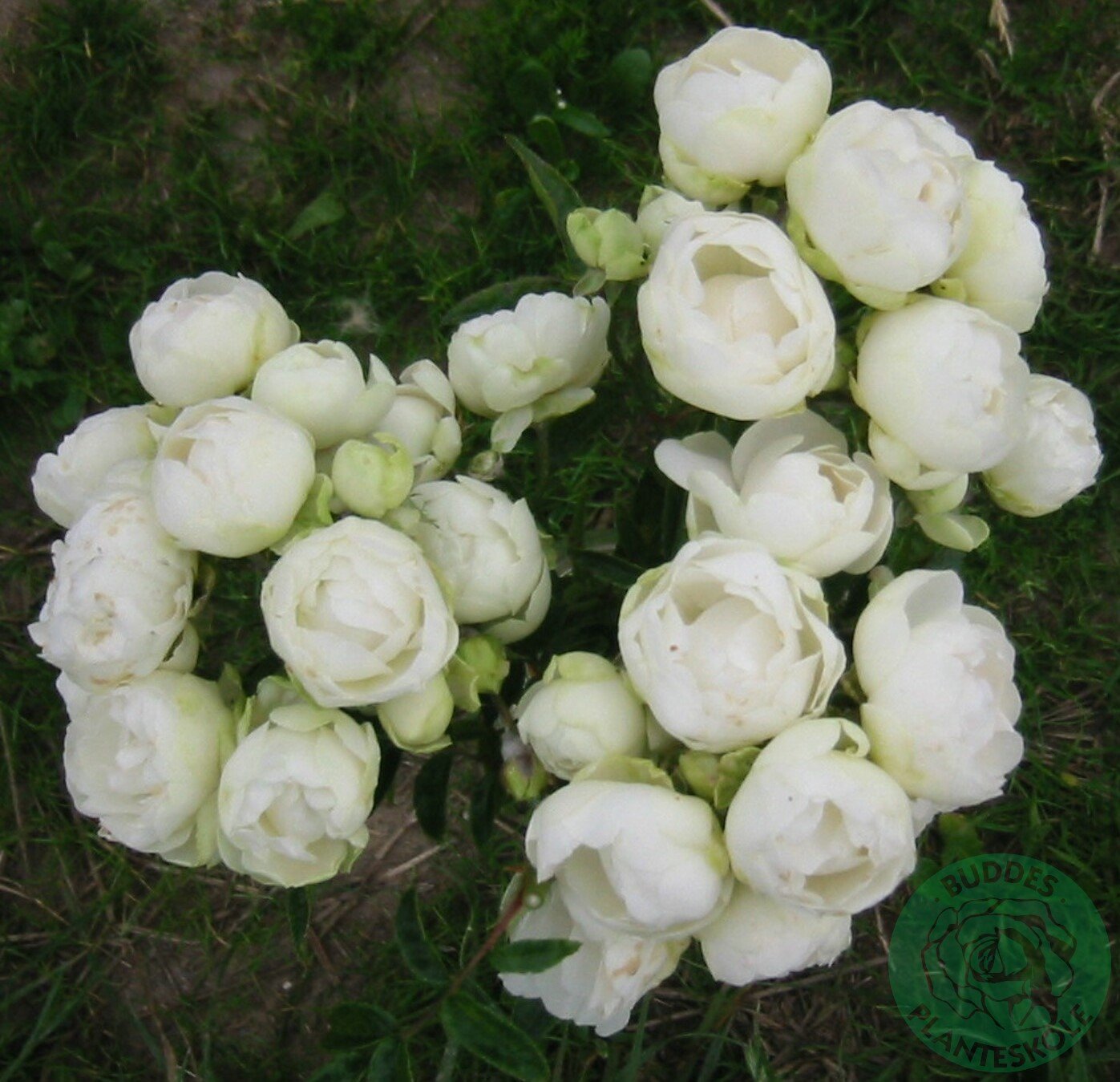 Rosa 'Snövit'