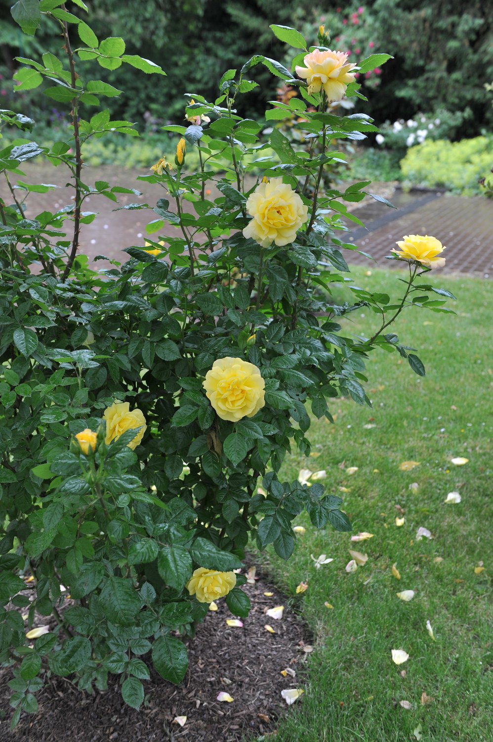 Rosa 'Chinatown'