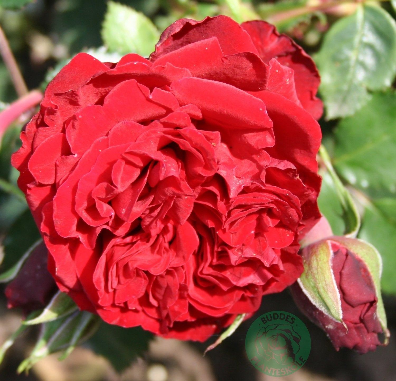 Rosa 'Crazy in Love Red'