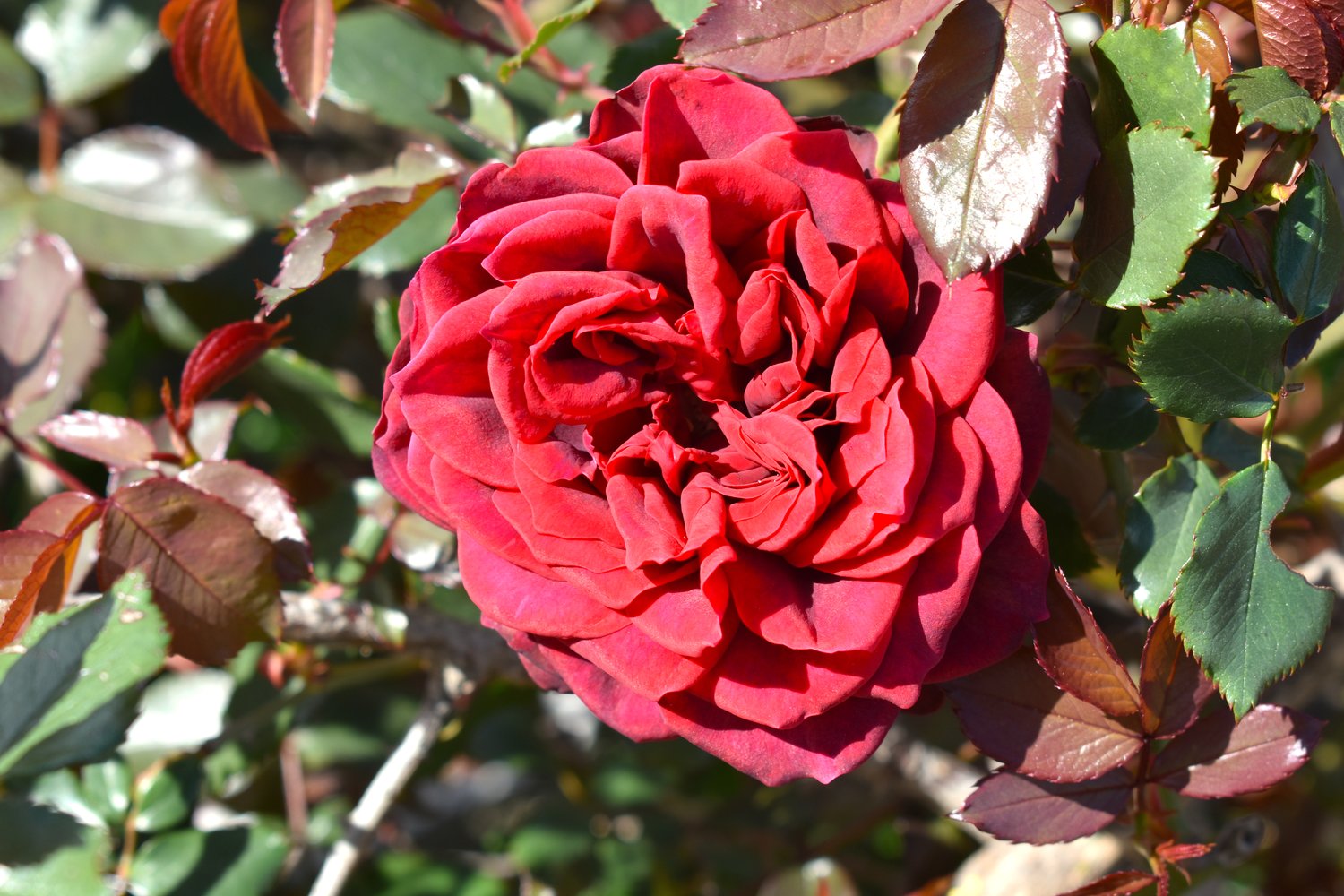 Rosa 'Crazy in Love Red'