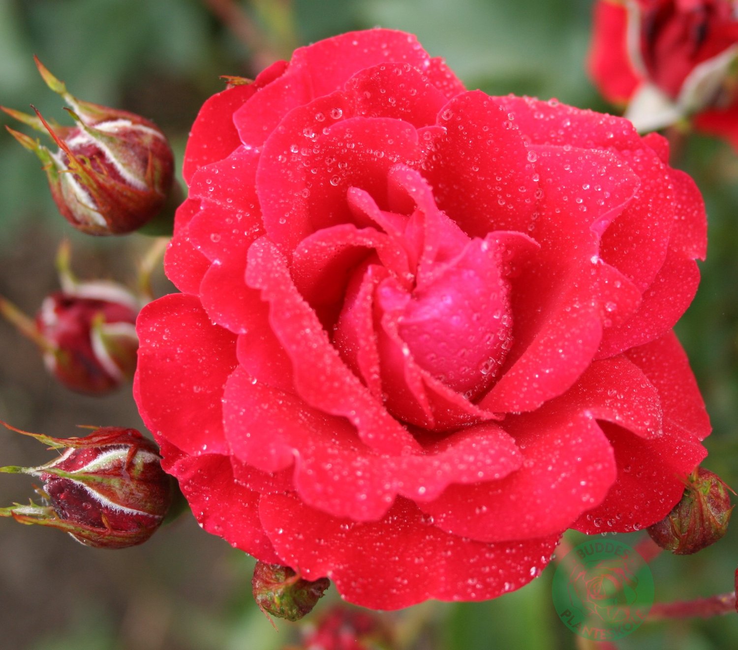 Rosa Nina Weibull