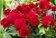 Rosa Nina Weibull