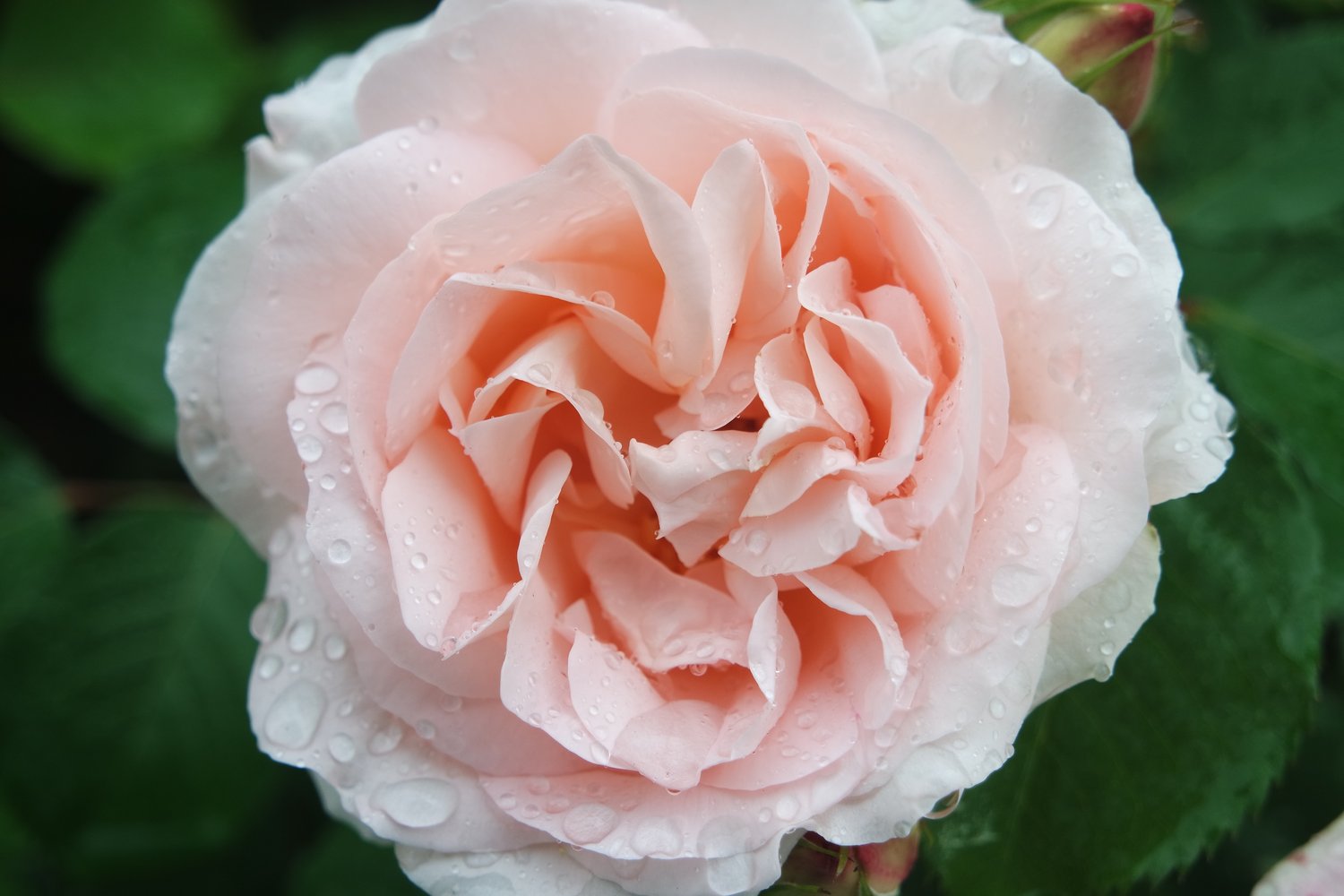Rosa Penny Lane