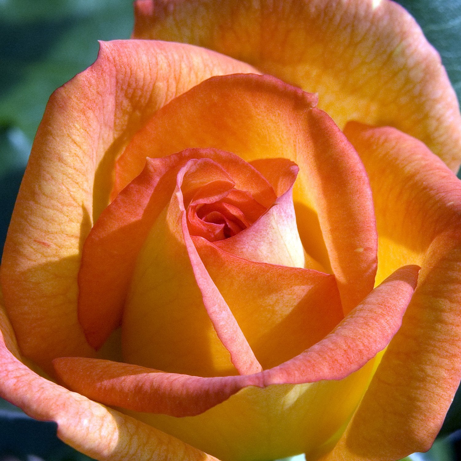 Rosa Sahara