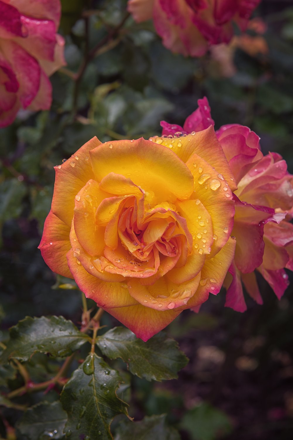 Rosa Sahara