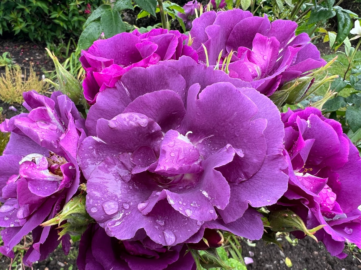 Rosa Rhapsody In Blue