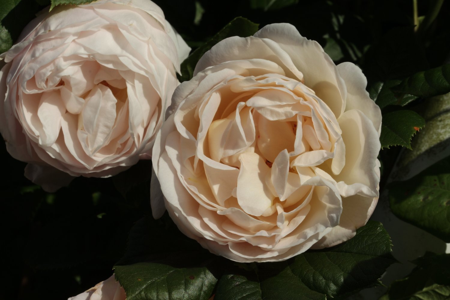Rosa Uetersener Klosterrose