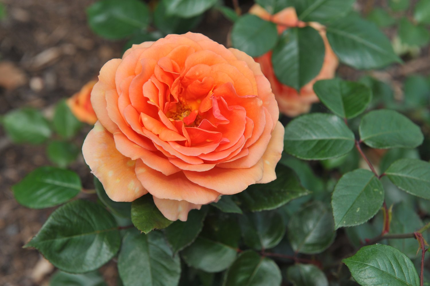 Rosa Zumba