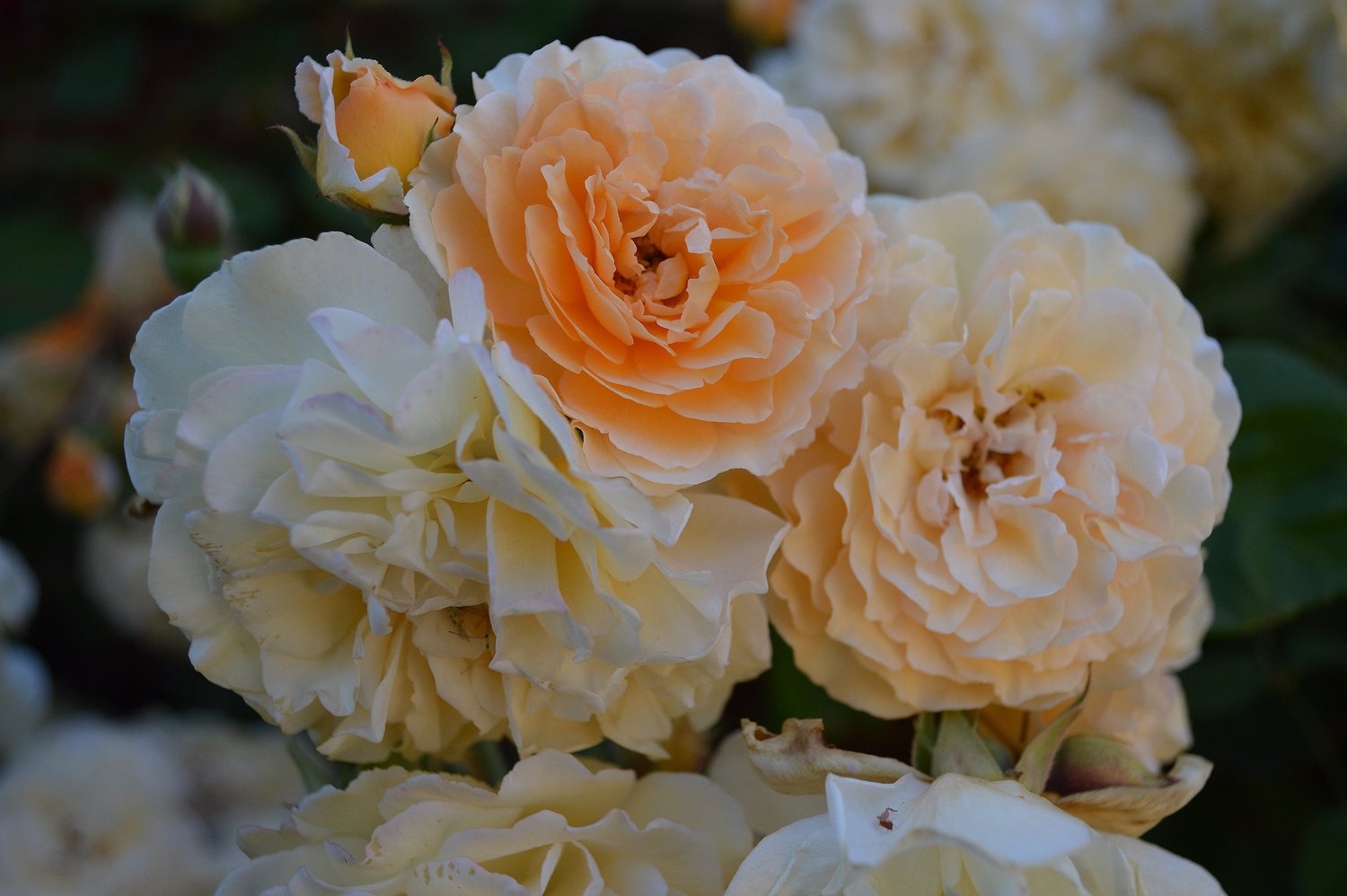 Rosa 'Buff Beauty'