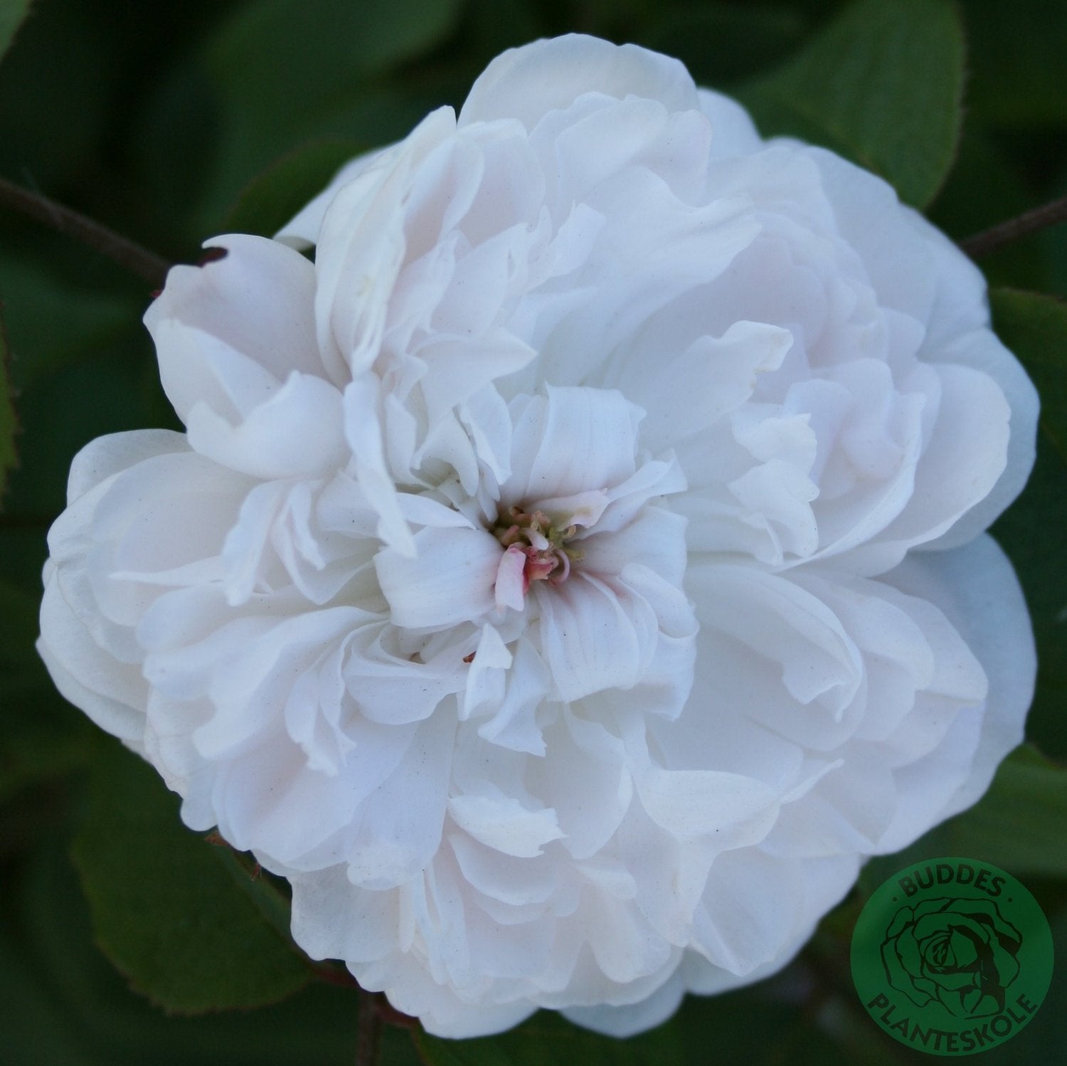 Rosa 'White Jacques Cartier'