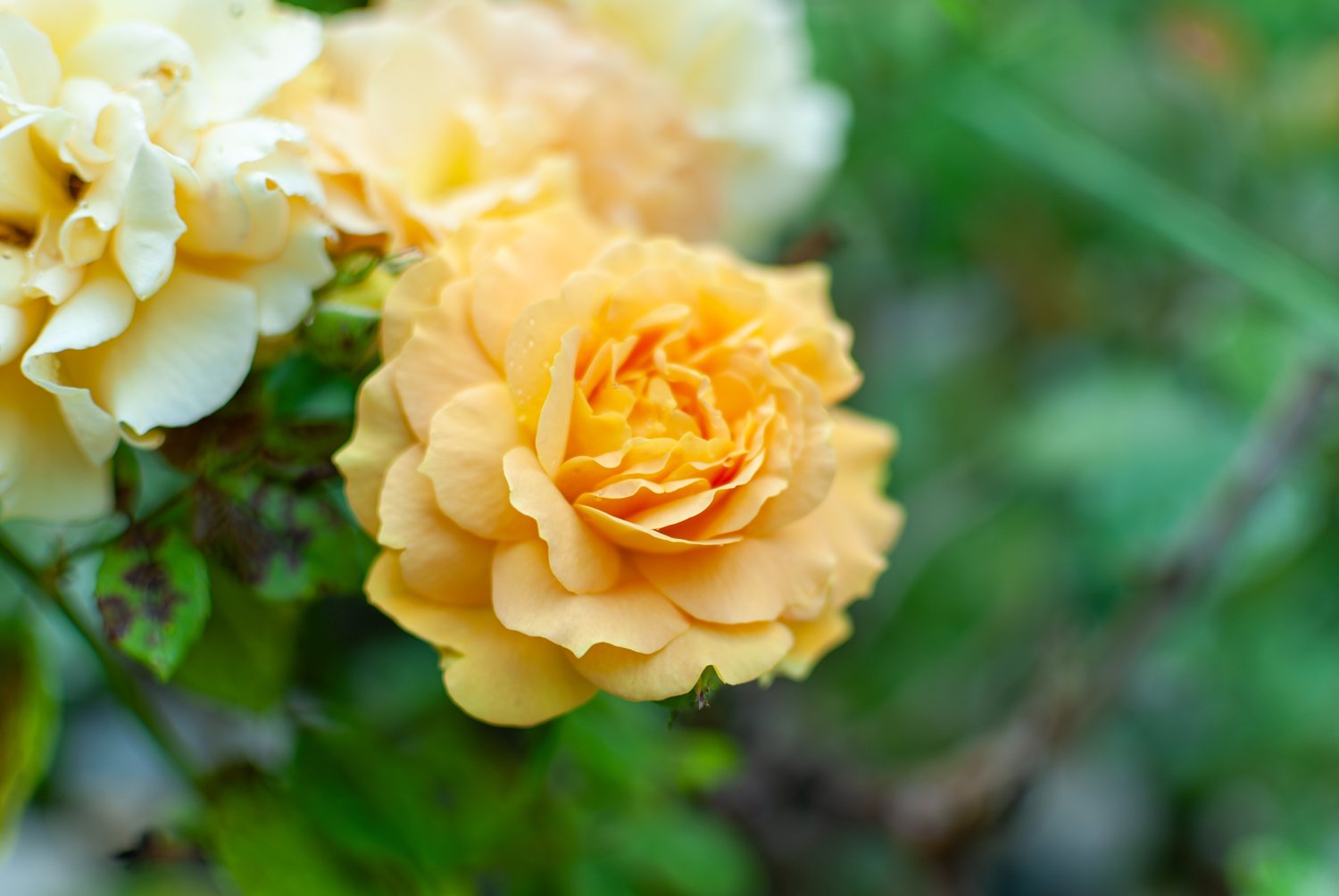Rosa Golden Celebration