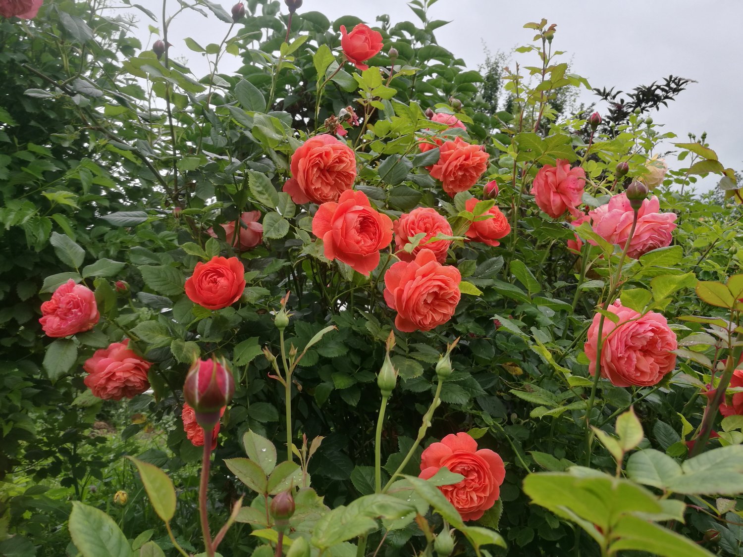 Rosa Summer Song