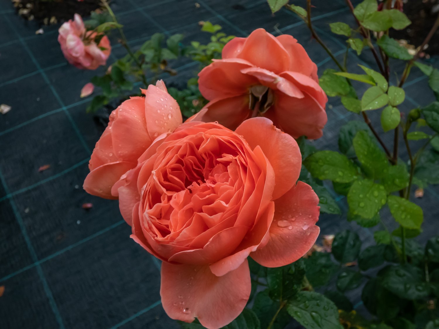 Rosa Summer Song