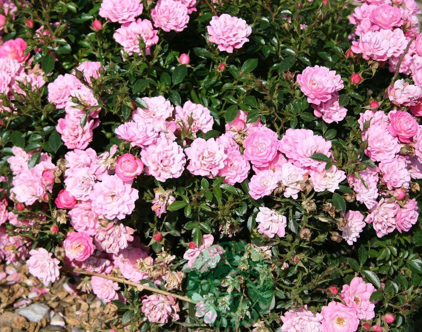 Rosa Easy Cover