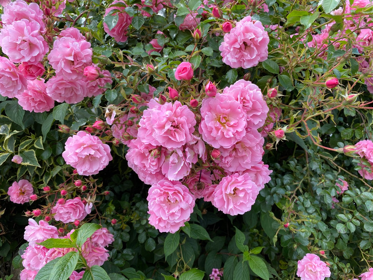 Rosa Easy Cover