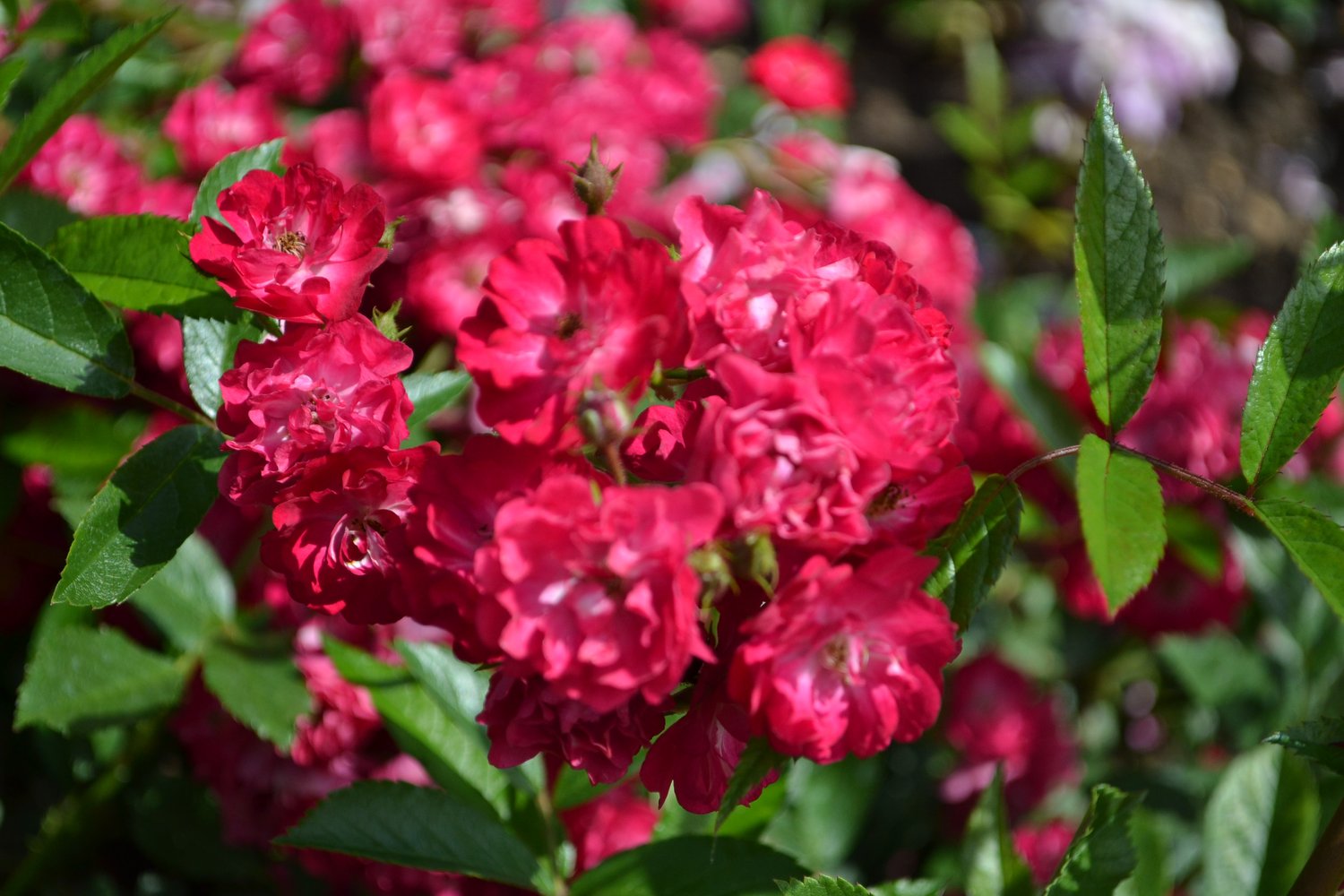 Rosa FAIRY DANCE
