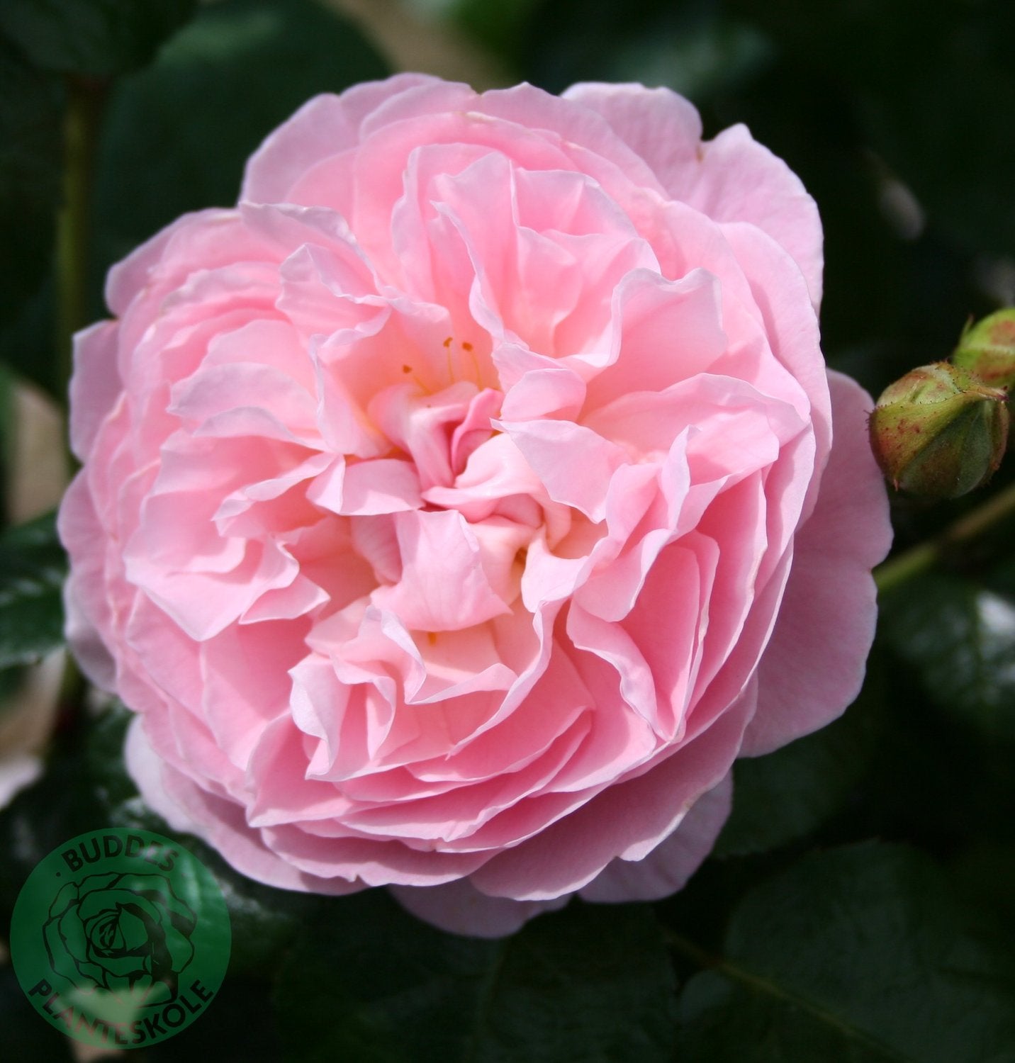 Rosa The Generous Gardener