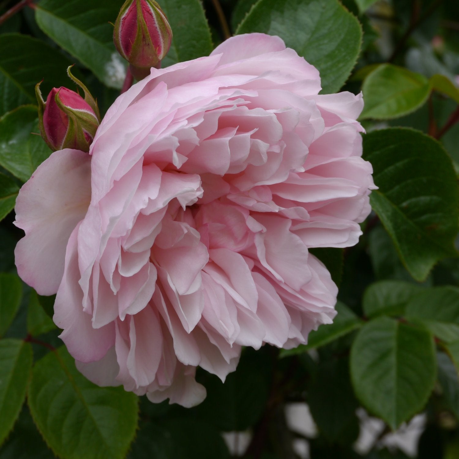 Rosa The Generous Gardener