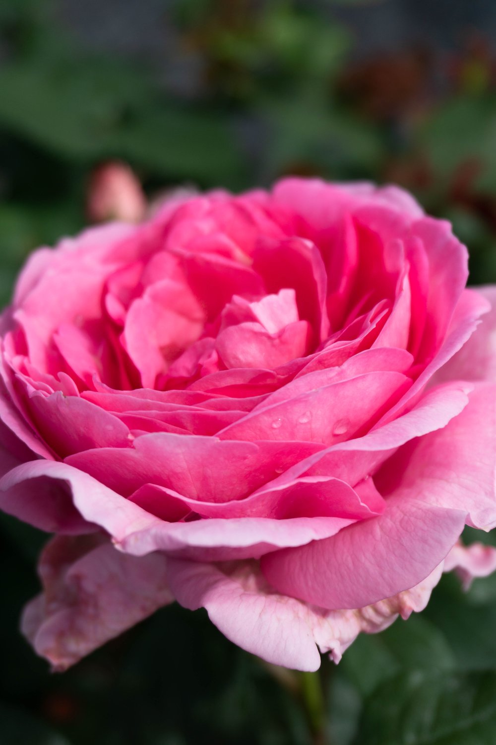 Rosa Ghita Renaissance