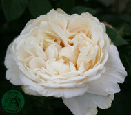 Rosa Nina Renaissance