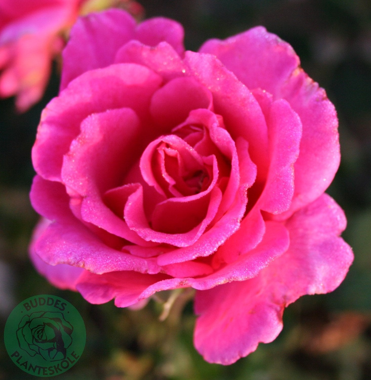 Rosa 'Prinsessan Alexandra'