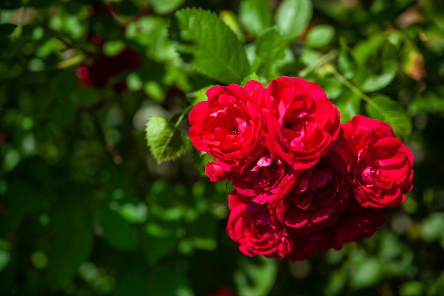 Rosa 'Red Fairy'