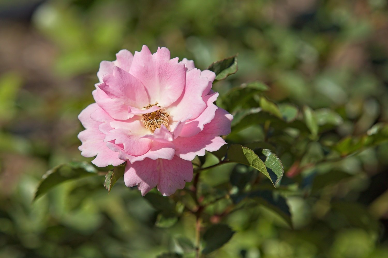 Rosa Sommerwind
