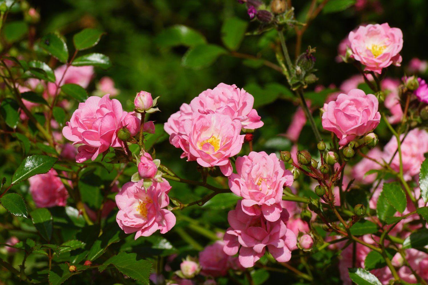 Rosa 'The Fairy'