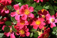 Rosa Tommelise