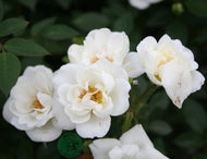 Rosa White Cover
