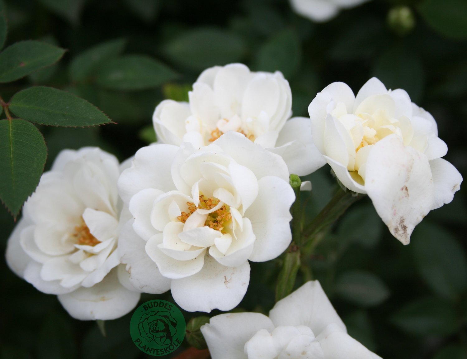 Rosa White Cover