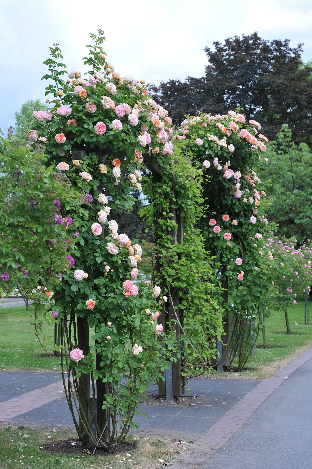 Rosa 'Alchymist'