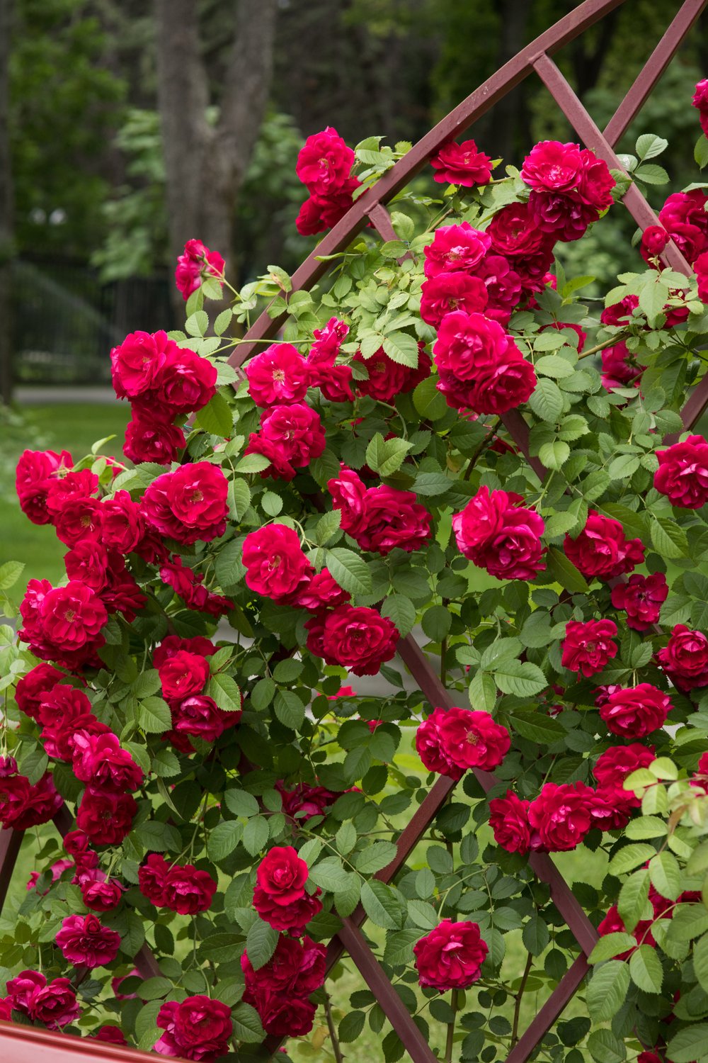Rosa Flammentanz