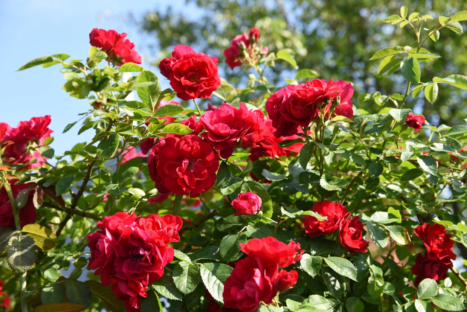 Rosa Flammentanz