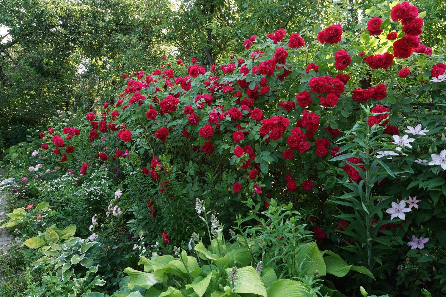 Rosa Flammentanz