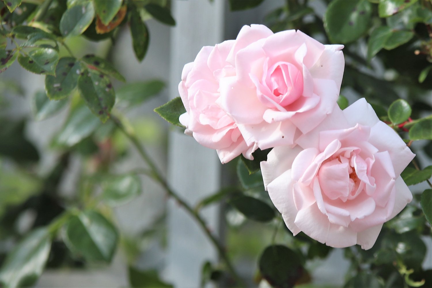 Rosa 'New Dawn'