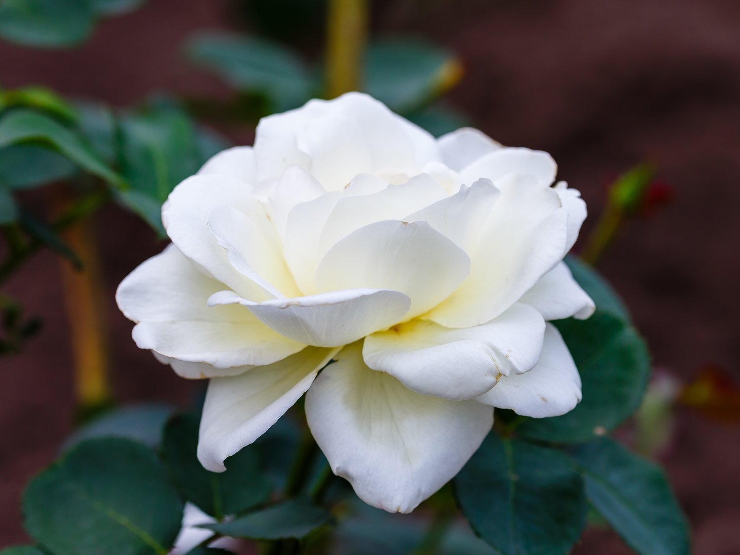 Rosa Schneewalzer