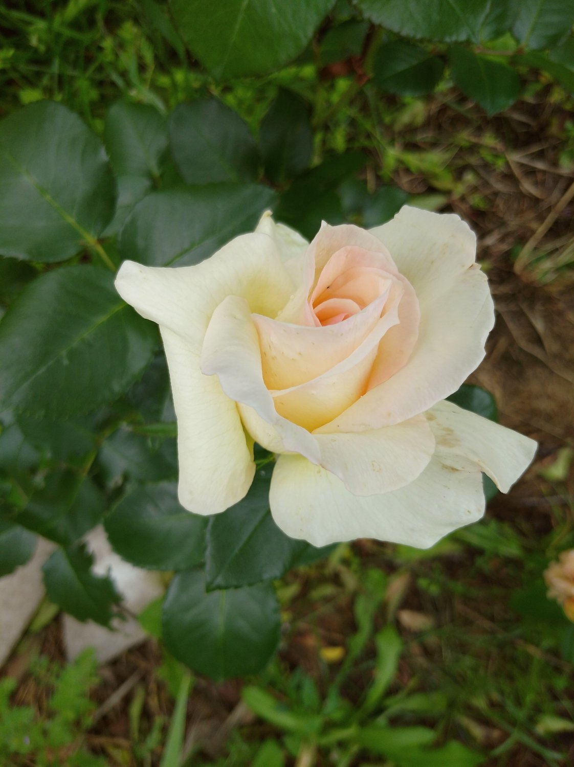 Rosa Schneewalzer