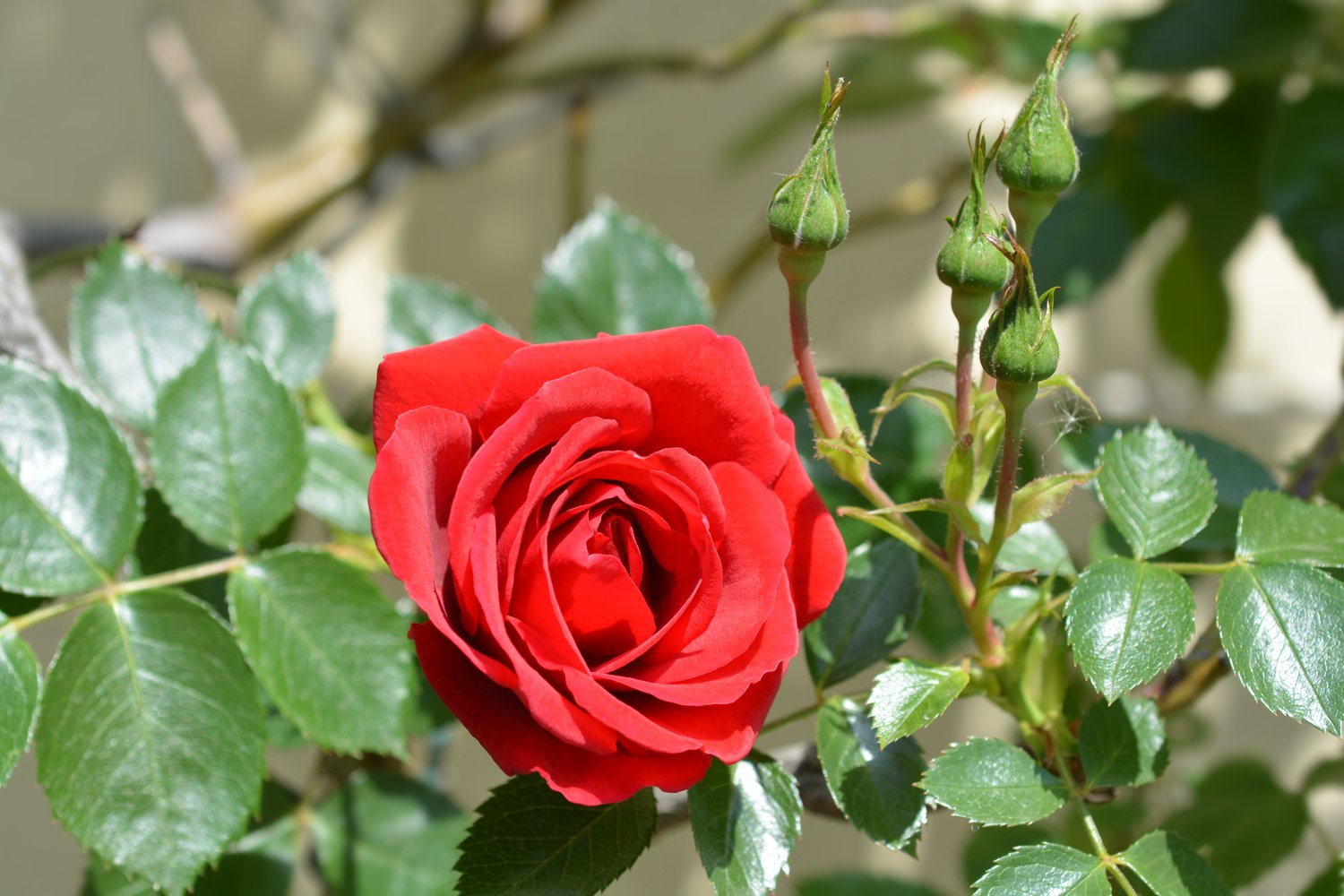 Rosa 'Sympathie'