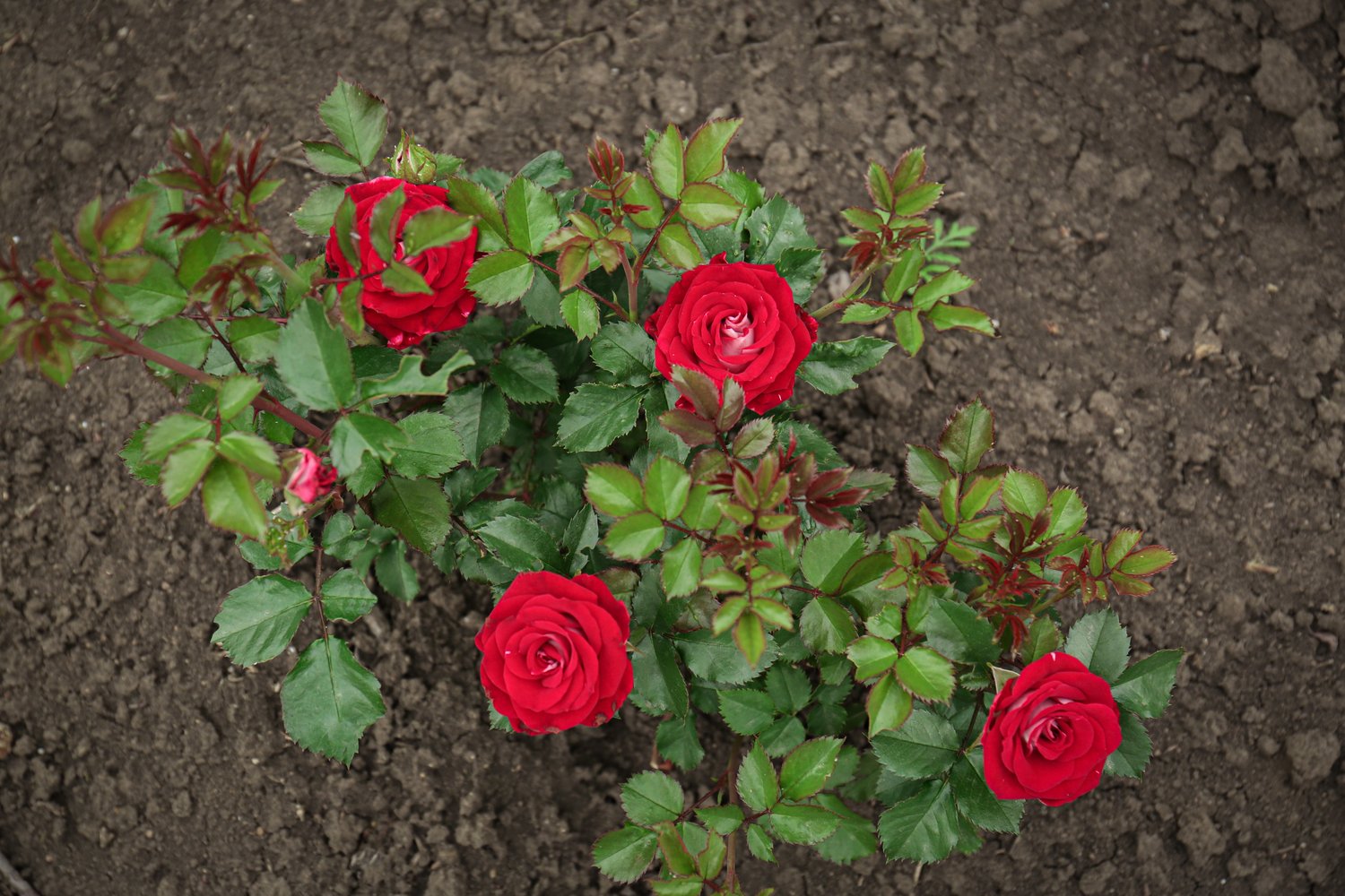 Rosa Burgund '81