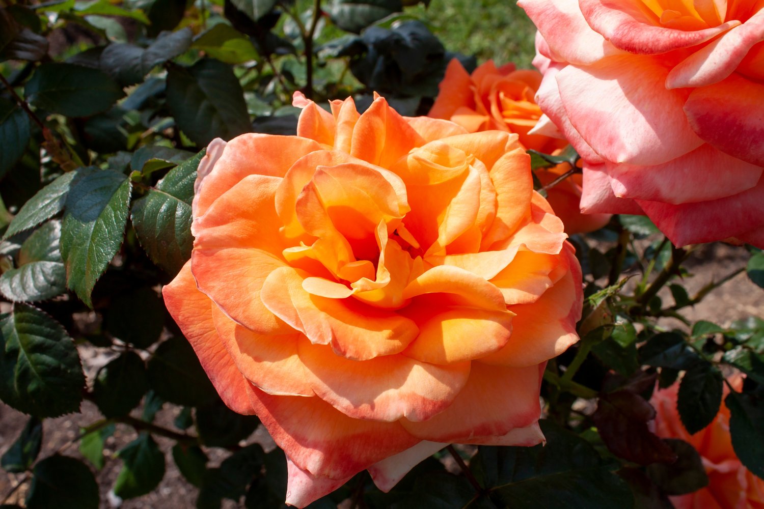 Rosa Flora Danica