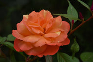 Rosa Gavnö